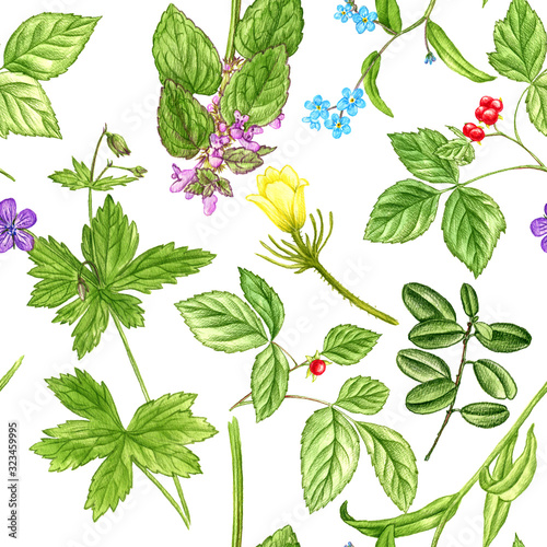 seamless pattern with wild plants and flowers