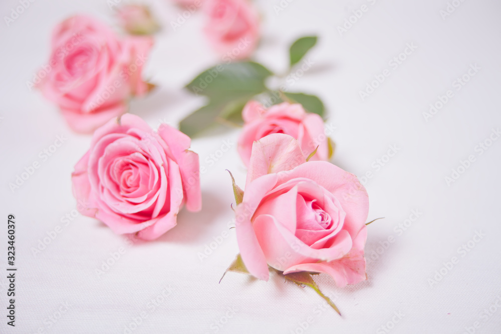 Fototapeta premium Pink color roses flowers on the white background. Copy space.