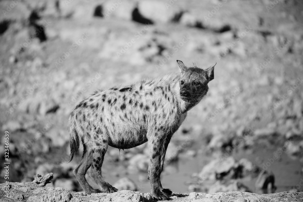 Obraz premium Spotted Hyena 