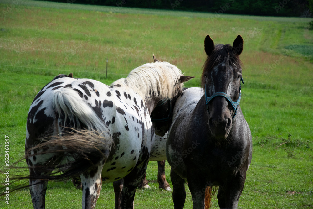 two stallions on meadow two stallions on meadow