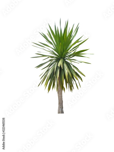 Dracaena cochinchinensis isolated on white background.Ornamental plants for garden decoration.