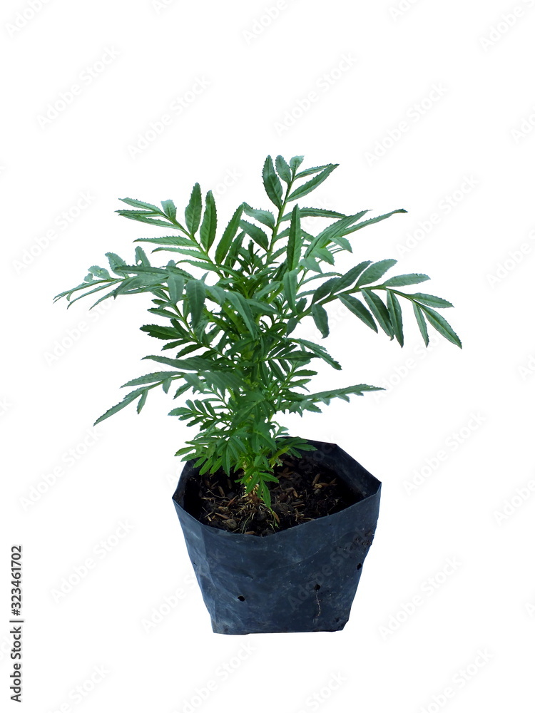 Marigold tree in black plastic bag   isolated on white background.