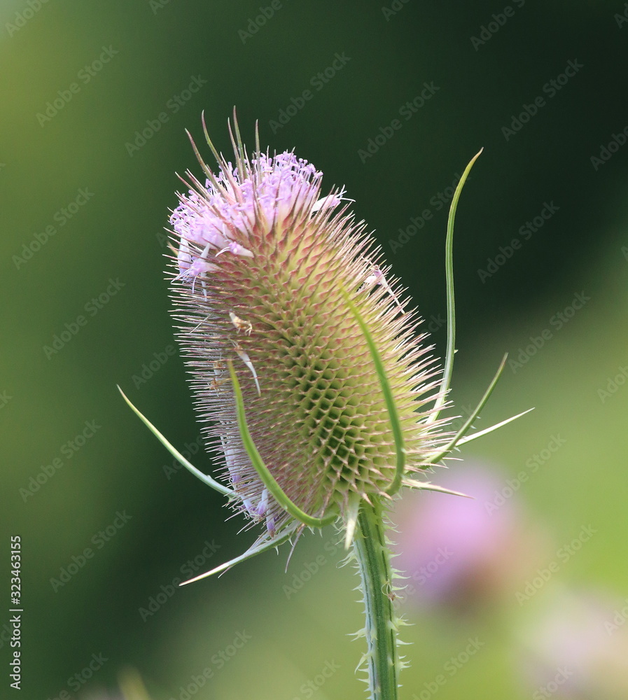blume, distel, pflanze, natur, lila, green, sommer, flora, makro, pink, wild, blühen, unkraut, gras, wildblume, feld, aufblühen, stem, close up, scharf, schottland, garden, floral, blume, karde blume, distel, pflanze, natur, lila, green, sommer, flora, makro, pink, wild, blühen, unkraut, gras, wildblume, feld, aufblühen, stem, close up, scharf, schottland, garden, floral, blume, karde