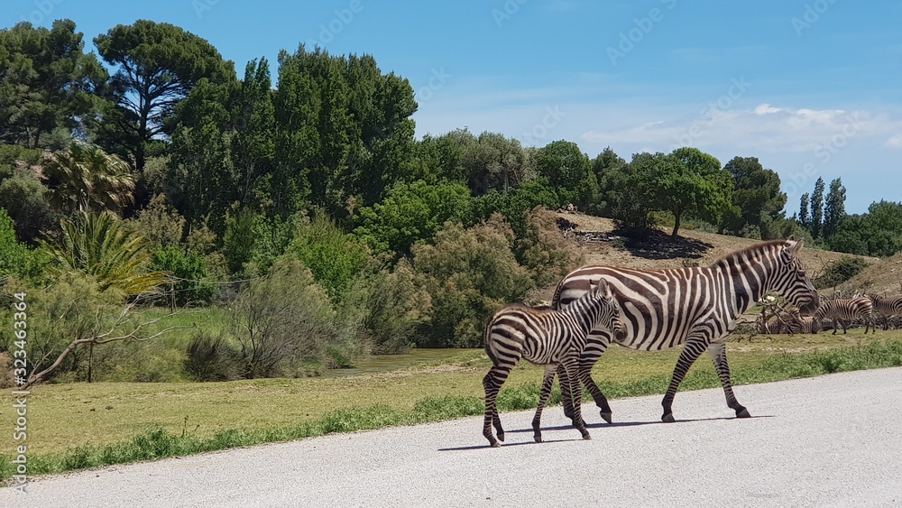 Fototapeta premium zebra in africa
