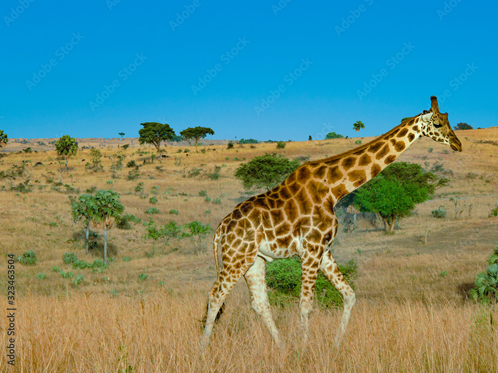 Fototapeta premium giraffe in the savannah in the african national park
