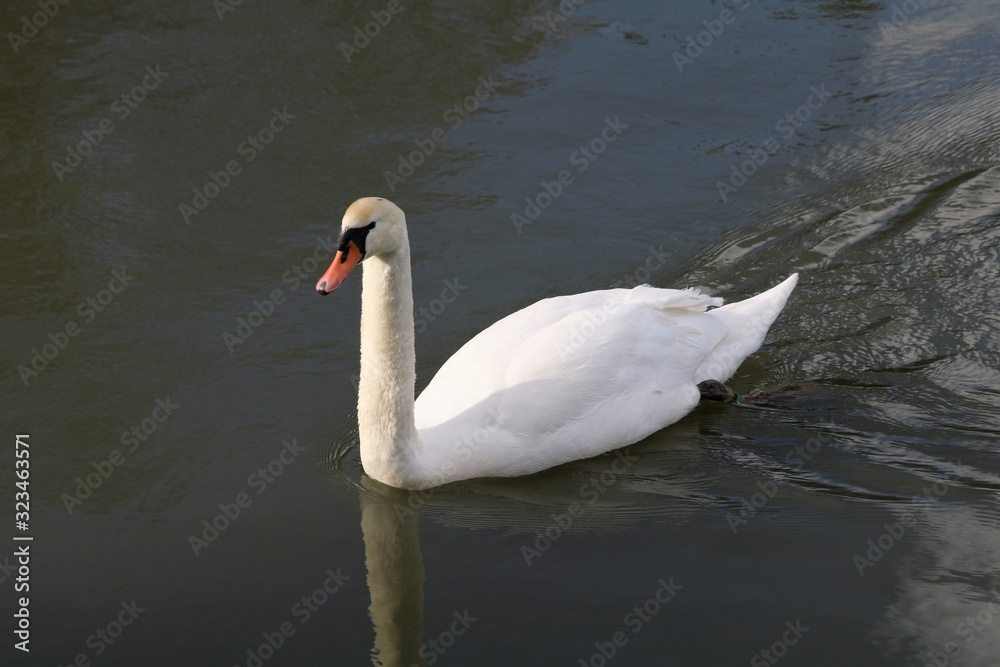 Cygne Cygne