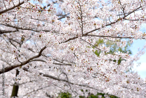 Beautiful sakura cherry blossoms, Pink flower blossoms blooming in spring season, Branches of blooming sakura tree along the riverside in japan nature park.