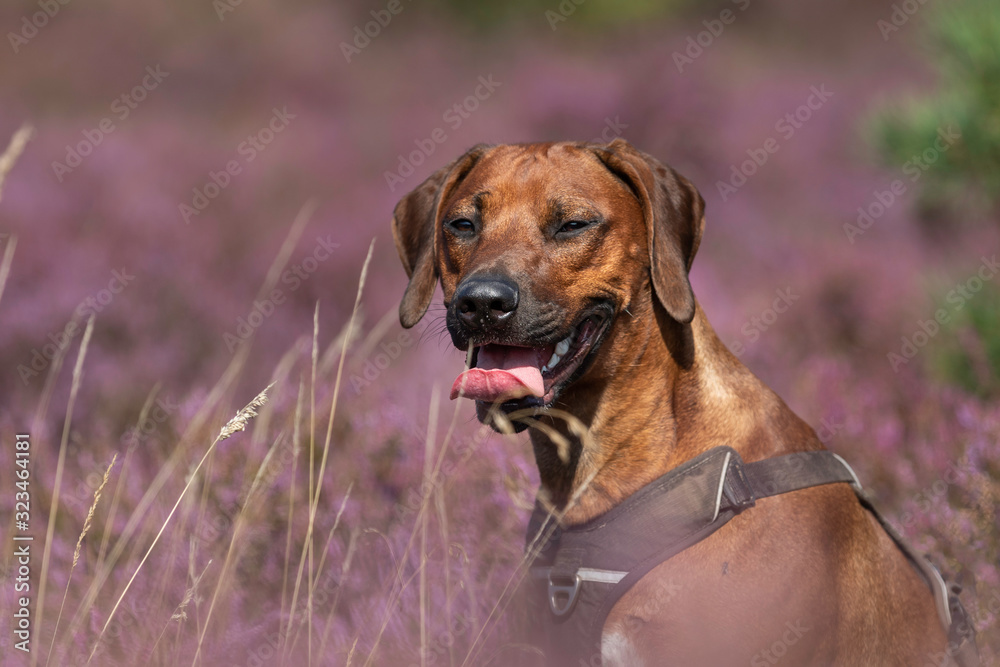 Beautiful Rhodesian Ridgeback in beautiful purple heather colors Beautiful Rhodesian Ridgeback in beautiful purple heather colors