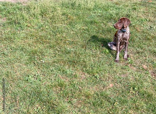 Puppy dog breed German Shorthaired Pointer