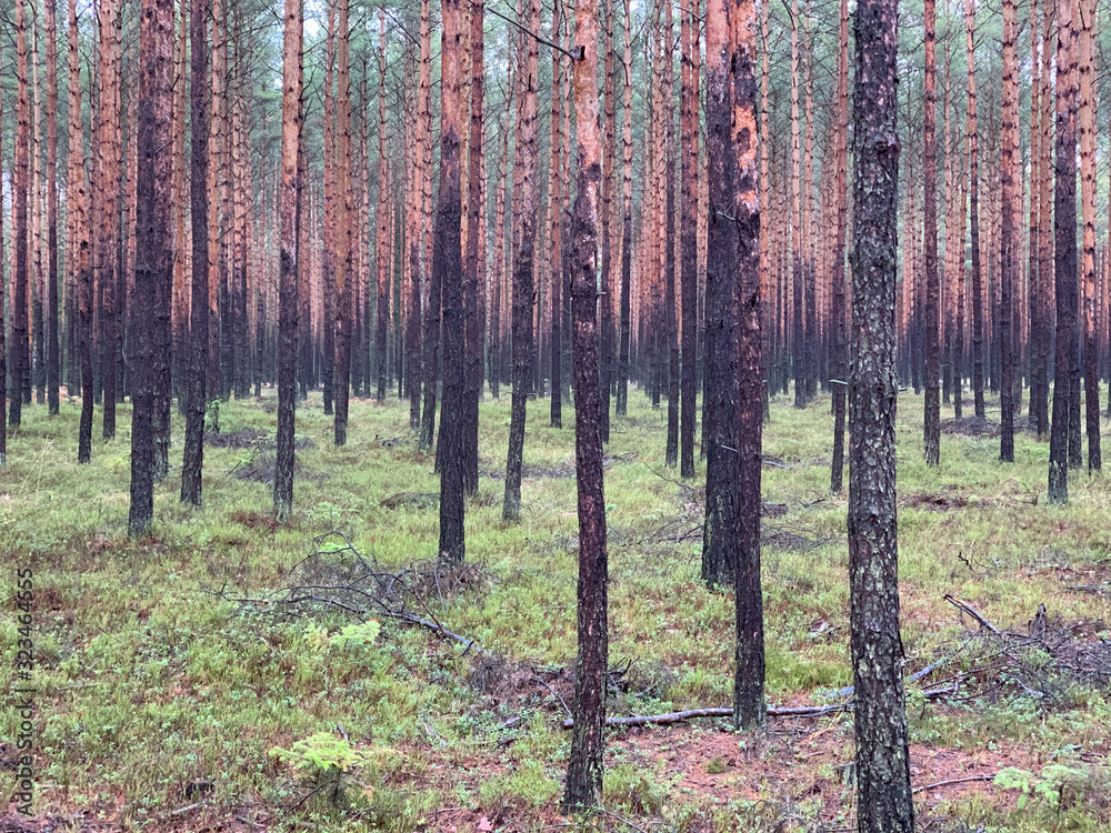 Obraz premium Pinetree forest in Poland.
