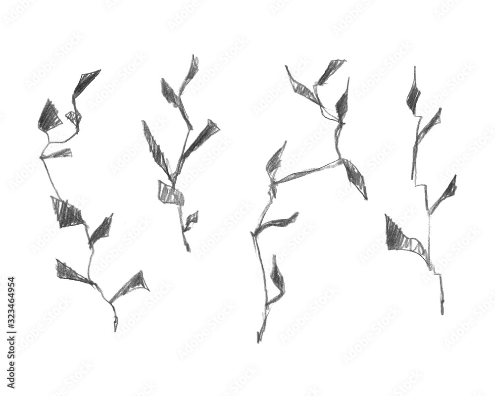 Set of branches painted by pencil. Hand drawn illustration of plants isolated on white background. Set of branches painted by pencil. Hand drawn illustration of plants isolated on white background.