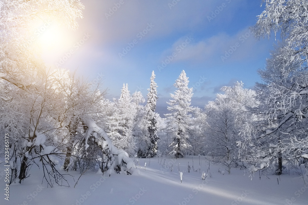 Winter snow-covered forest in the sun. Nature.