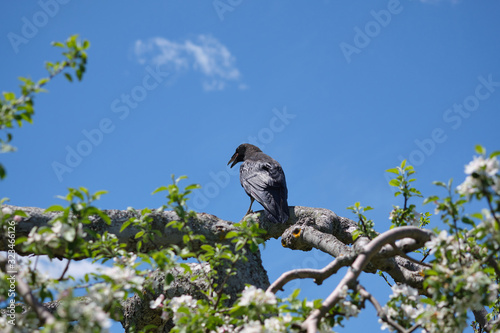 Black raven on a wavy branch with white flowers and green leaves. Blue cloudy sky on the background.