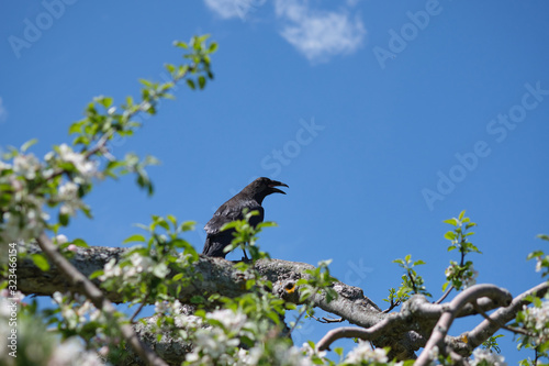 Black raven on a wavy branch with white flowers and green leaves. Blue cloudy sky on the background.