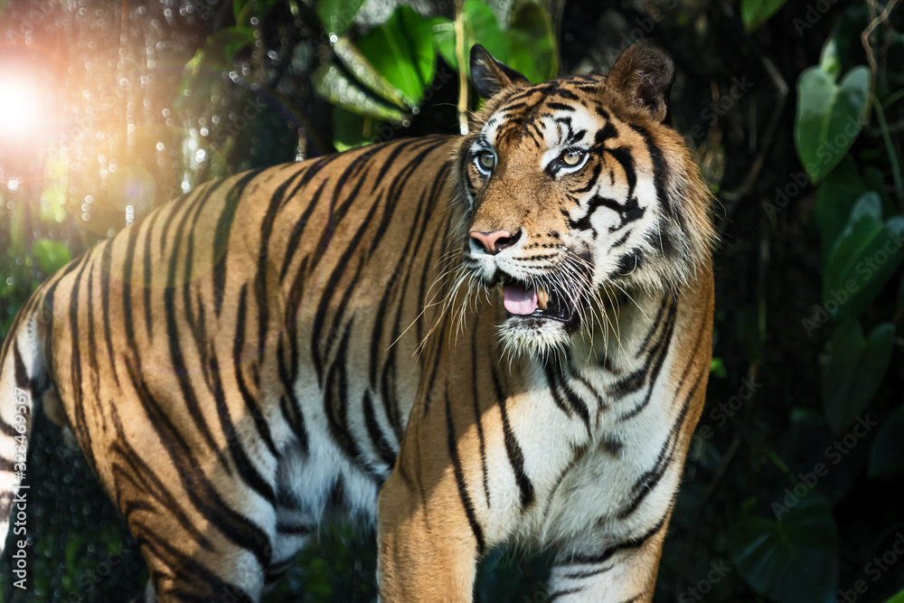 The tiger stands to look at something with interest. (Panthera tigris corbetti) in the natural habitat, wild dangerous animal in the natural habitat, in Thailand.