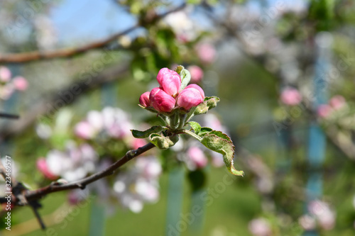 Apple tree blossom. Delicate pink flower buds among fresh green leaves and white flowers on blurry background. Closeup of small round rosy buds on blooming cherry tree branch. Floral backdrop. Orchard