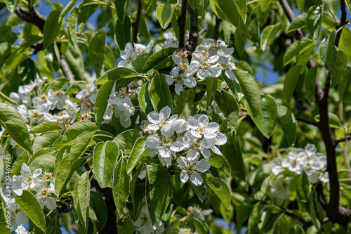 White flowers in the garden. Lush foliage of pear tree with luxuriant white petals of blossoms on green background. Pear tree in bloom. Gardening of fruit trees in springtime.