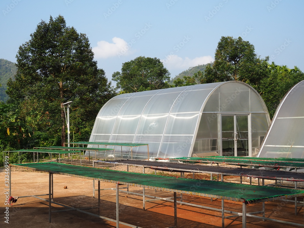 greenhouse solar drying system. Drying coffee bean.