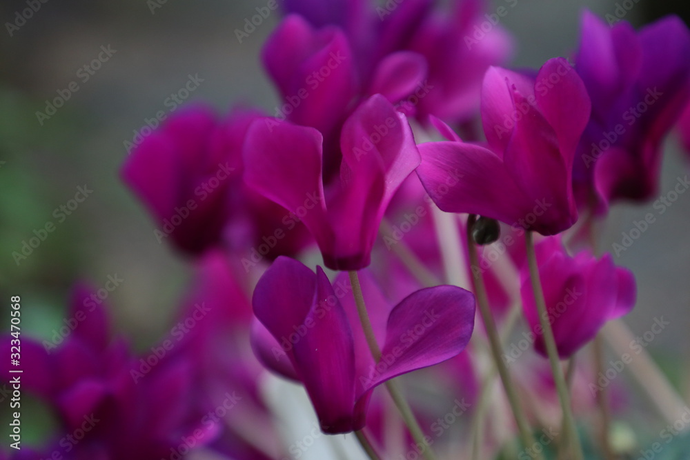 purple flowering cyclamens in the garden close up purple flowering cyclamens in the garden close up