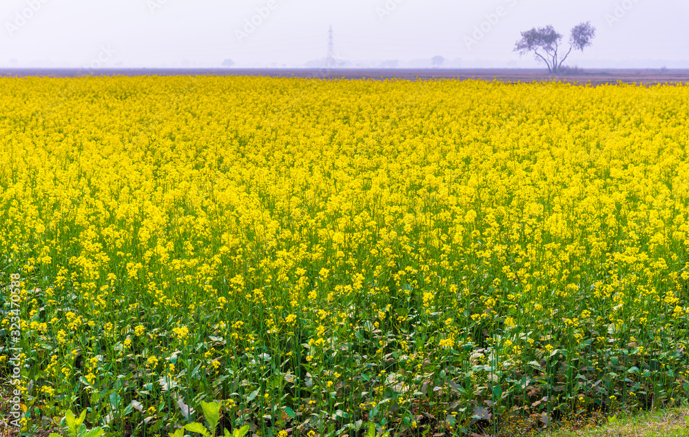Mustard field on a sunny day with selective focus. 