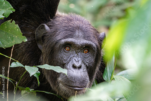 Photo uganda wildlife kibale chimp chimpanzee portrait close up