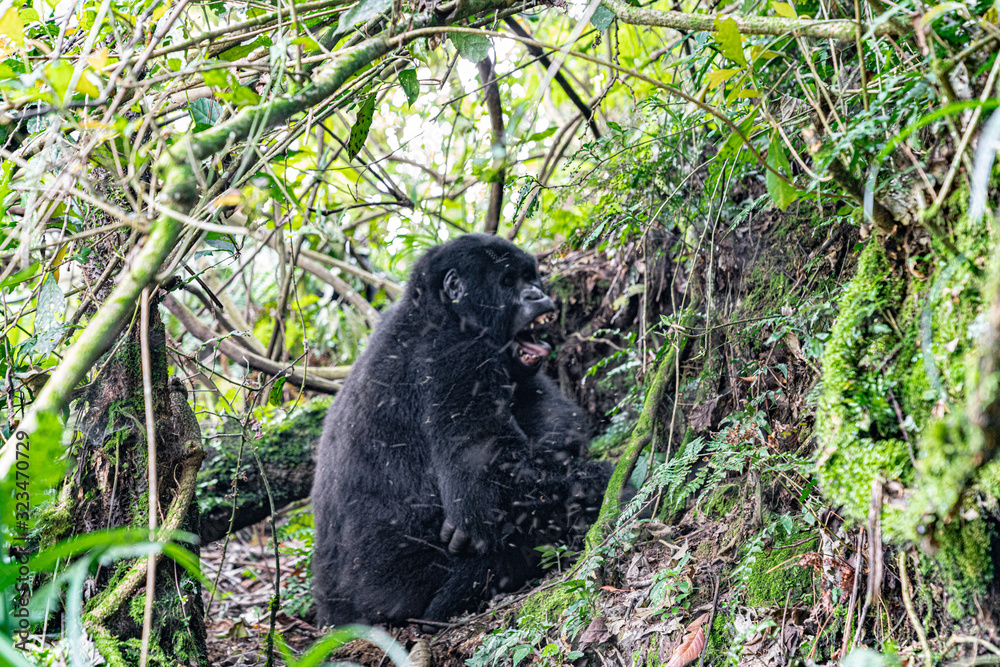 uganda wildlife bwindi impenetrable forest  mountain gorilla
