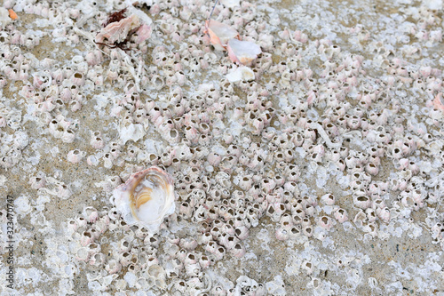 Shells on the rock the dead shell attached on the rock at the seashore