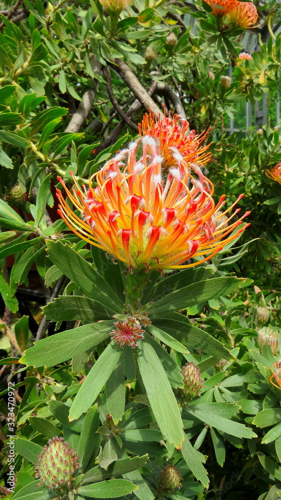 natur, baum, green, blume, pflanze, föhre, rot, kegel, ast, garden, obst, flora, wald, ananas, frühling, bud, blatt, blume, cactuses, -tannen, sommer, makro, weihnachten, lärche, tropisch natur, baum, green, blume, pflanze, föhre, rot, kegel, ast, garden, obst, flora, wald, ananas, frühling, bud, blatt, blume, cactuses, -tannen, sommer, makro, weihnachten, lärche, tropisch