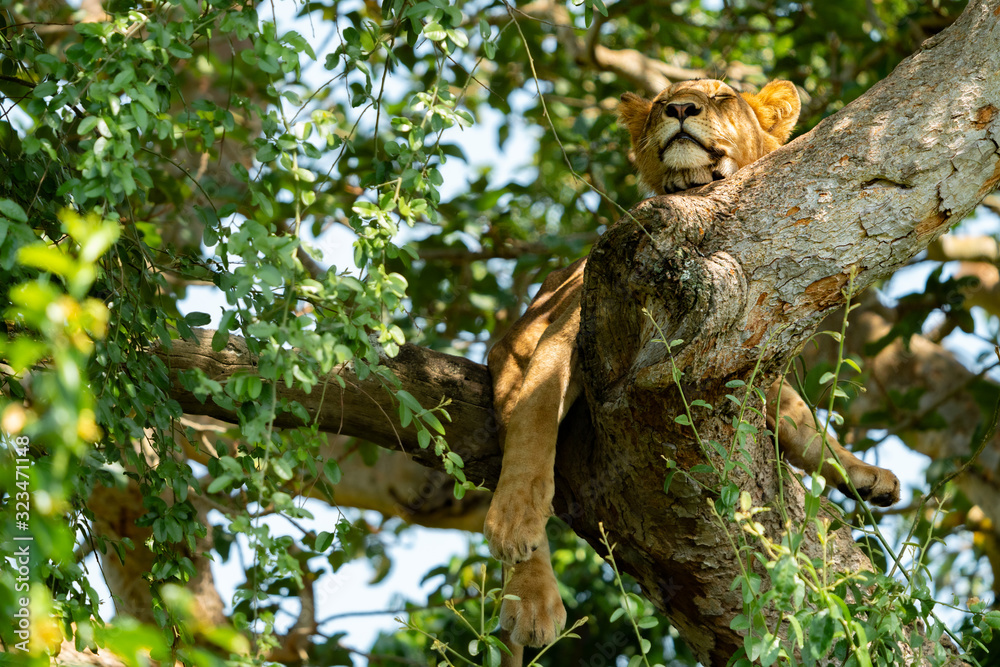 uganda wildlife hanging tree lion ishasha sleeping queen elizabeth