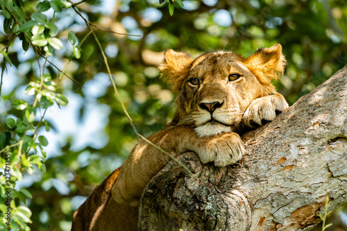 Obraz na plátně uganda wildlife hanging tree lion ishasha sleeping queen elizabeth