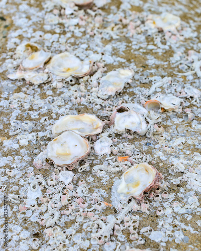 Shells on the rock the dead shell attached on the rock at the seashore