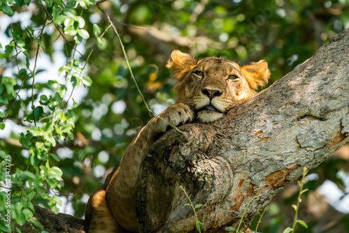 uganda wildlife hanging tree lion ishasha sleeping queen elizabeth