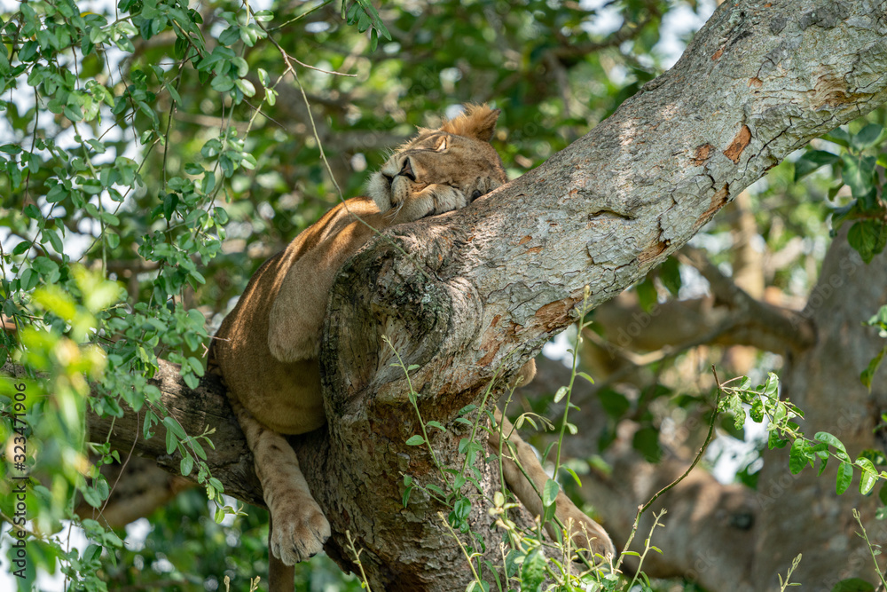 uganda wildlife hanging tree lion ishasha sleeping queen elizabeth