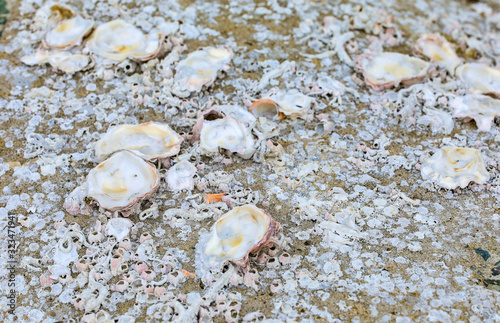 Shells on the rock the dead shell attached on the rock at the seashore