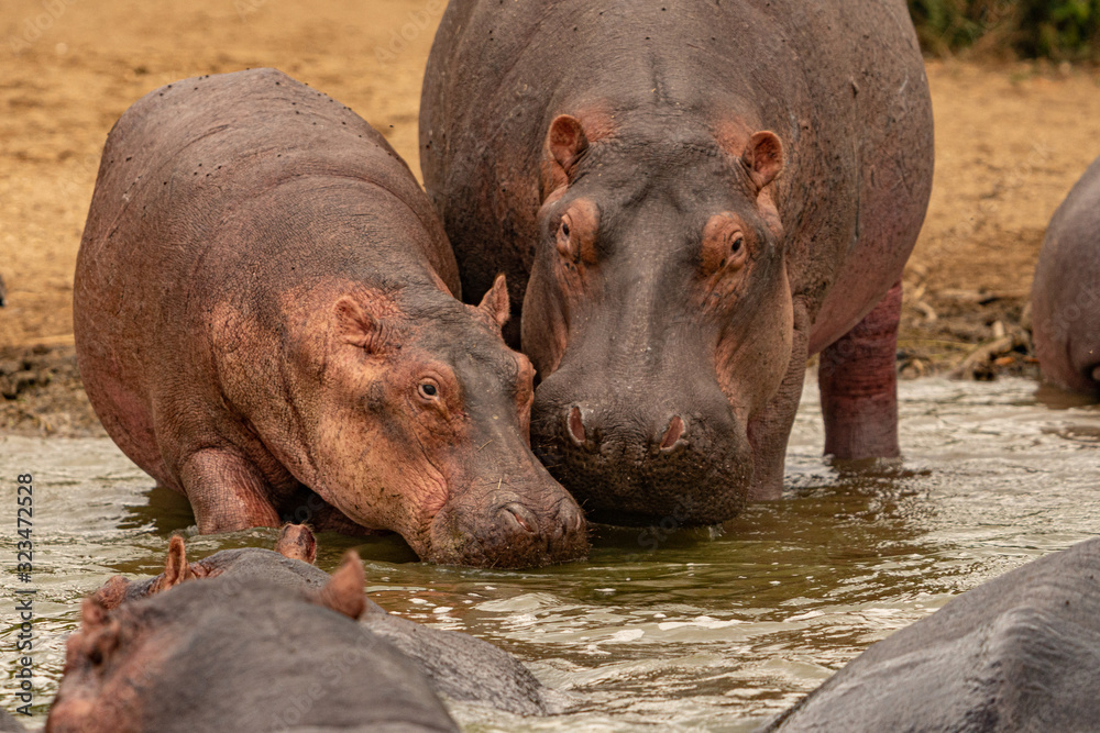 uganda wildlife baby hippo with mother kazinga channel