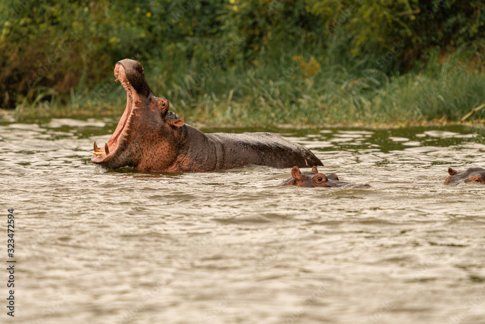 Fototapeta premium uganda queen elizabeth kazinga channel male hippo mouth opened