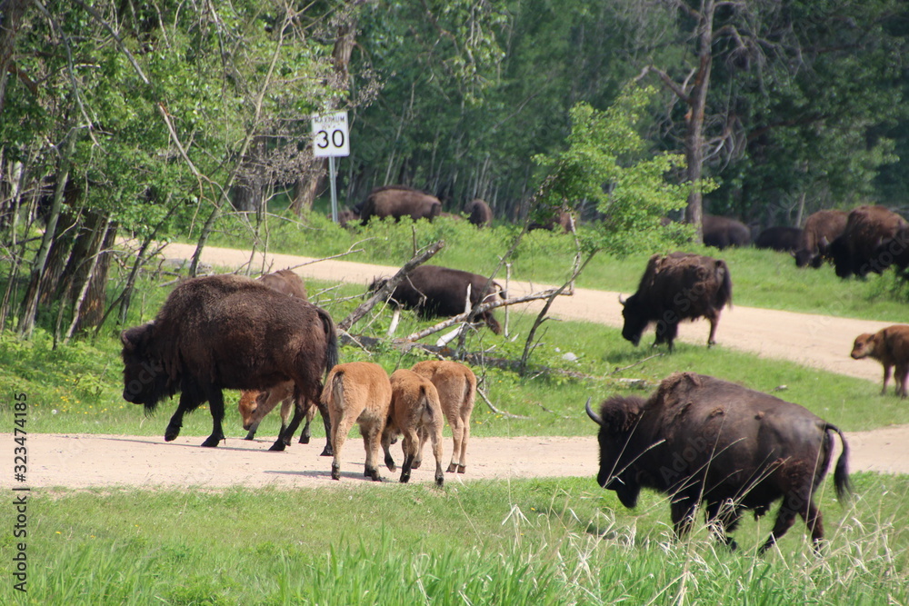 Bison On The Road, Elk Island National Park, Alberta