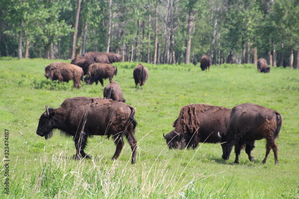 Herd Of Bison, Elk Island National Park, Alberta
