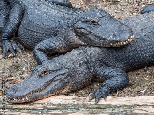 Two alligators Laying on Top of Each Other Outside on the Dirt with Their Teeth Showing.