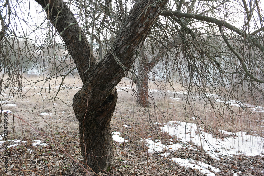 Fototapeta premium beautiful tree in winter at sunny noon in pastel colors stylized as graphics and the last snow
