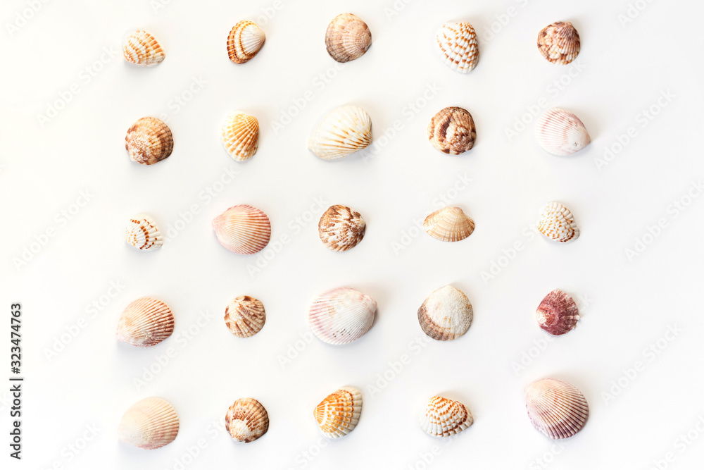 Different seashells pattern isolated on white background. Top view, flat lay