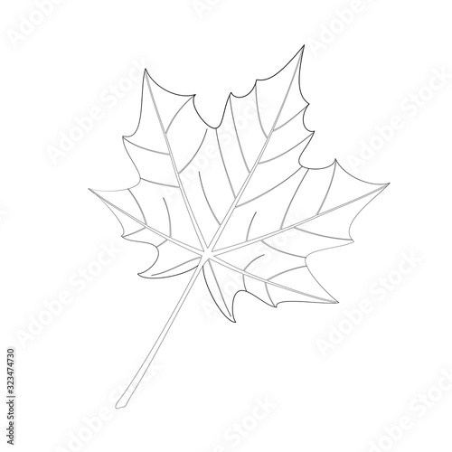 Outlined maple leaf, sketch for coloring.