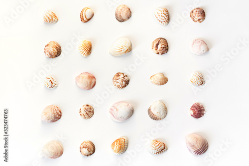 Different seashells pattern isolated on white background. Top view, flat lay