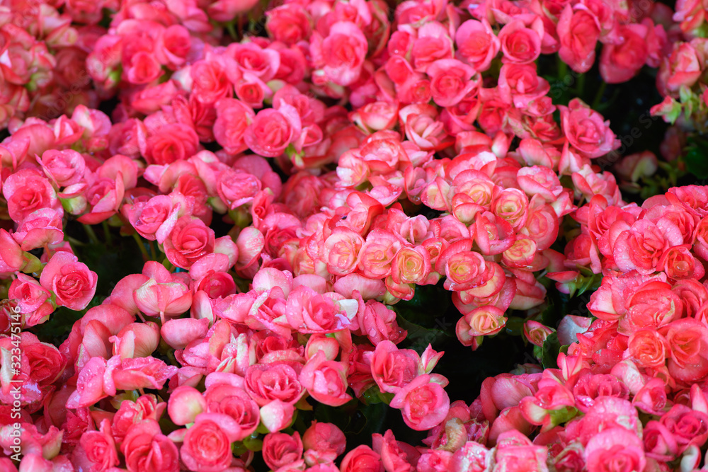 Beautiful red Begonia flower blooming in garden, Beautiful red Begonia flower blooming in garden,
