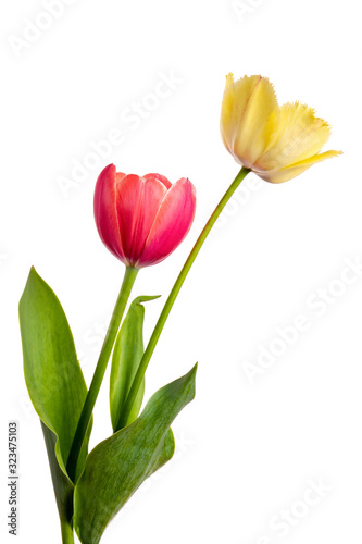Pair varicolored tulips isolated on a white background