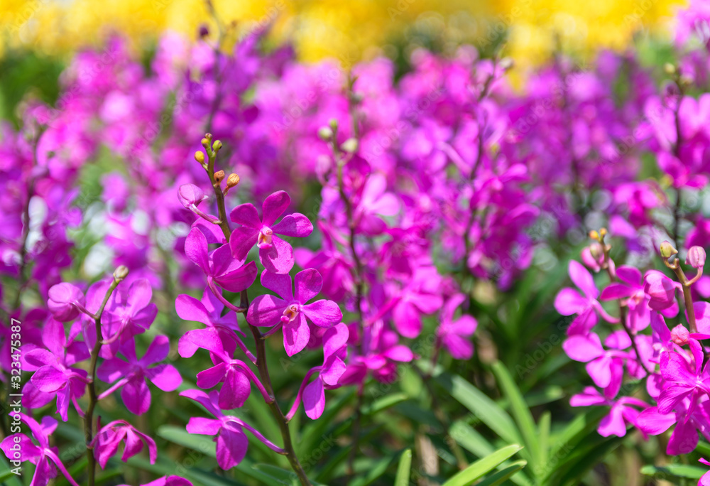 Ascocenda orchid Beautiful pink flowers blooming in garden. Ascocenda orchid Beautiful pink flowers blooming in garden.