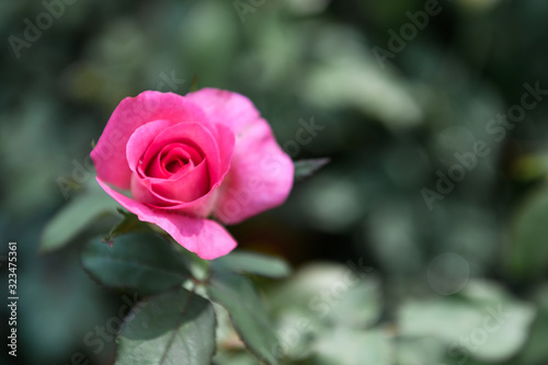 Beautiful pink rose in a garden 