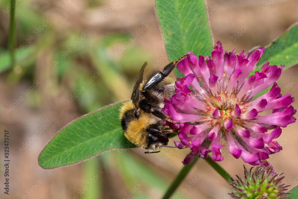Bumblebee is gathering pollen from a clover flower on a spring meadow. Bumblebee is gathering pollen from a clover flower on a spring meadow.
