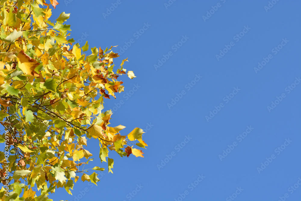 Side border with autumn leaves with blue sky Side border with autumn leaves with blue sky