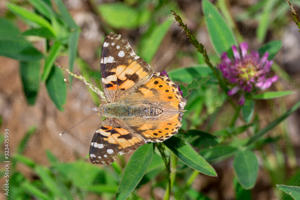 Beautiful vanessa cardui is sitting on a clover flower. Beautiful vanessa cardui is sitting on a clover flower.